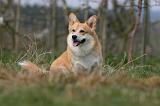 CORGI PEMBROKE 1162